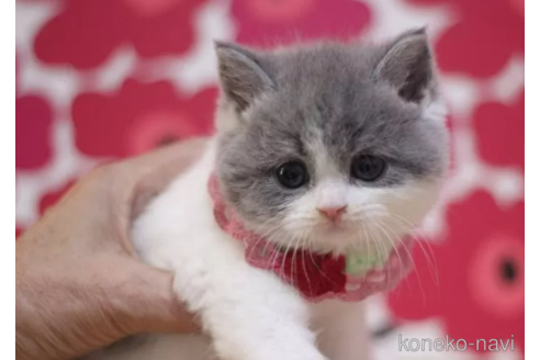 成約済の東京都のスコティッシュフォールド-104745の6枚目